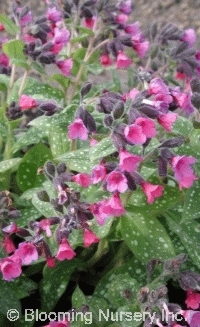 Pulmonaria 'Victorian Brooch'           